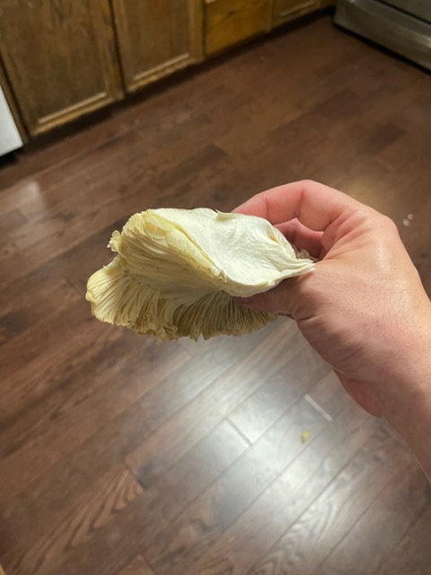 53C017F9-E6DB-4B8E-BDAC-D5D50ECEBCC5.jpeg
