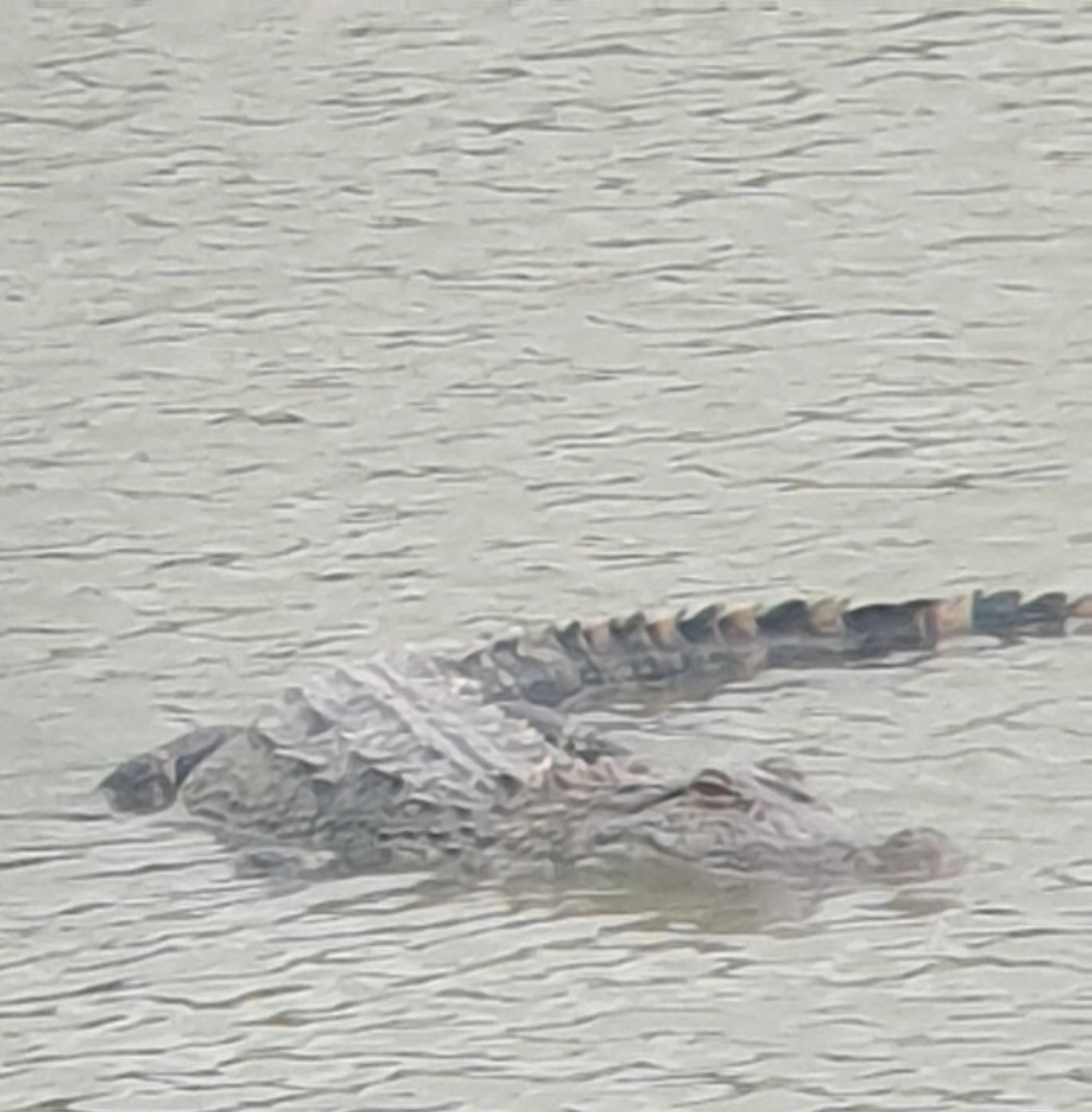 Alligator 1.jpg