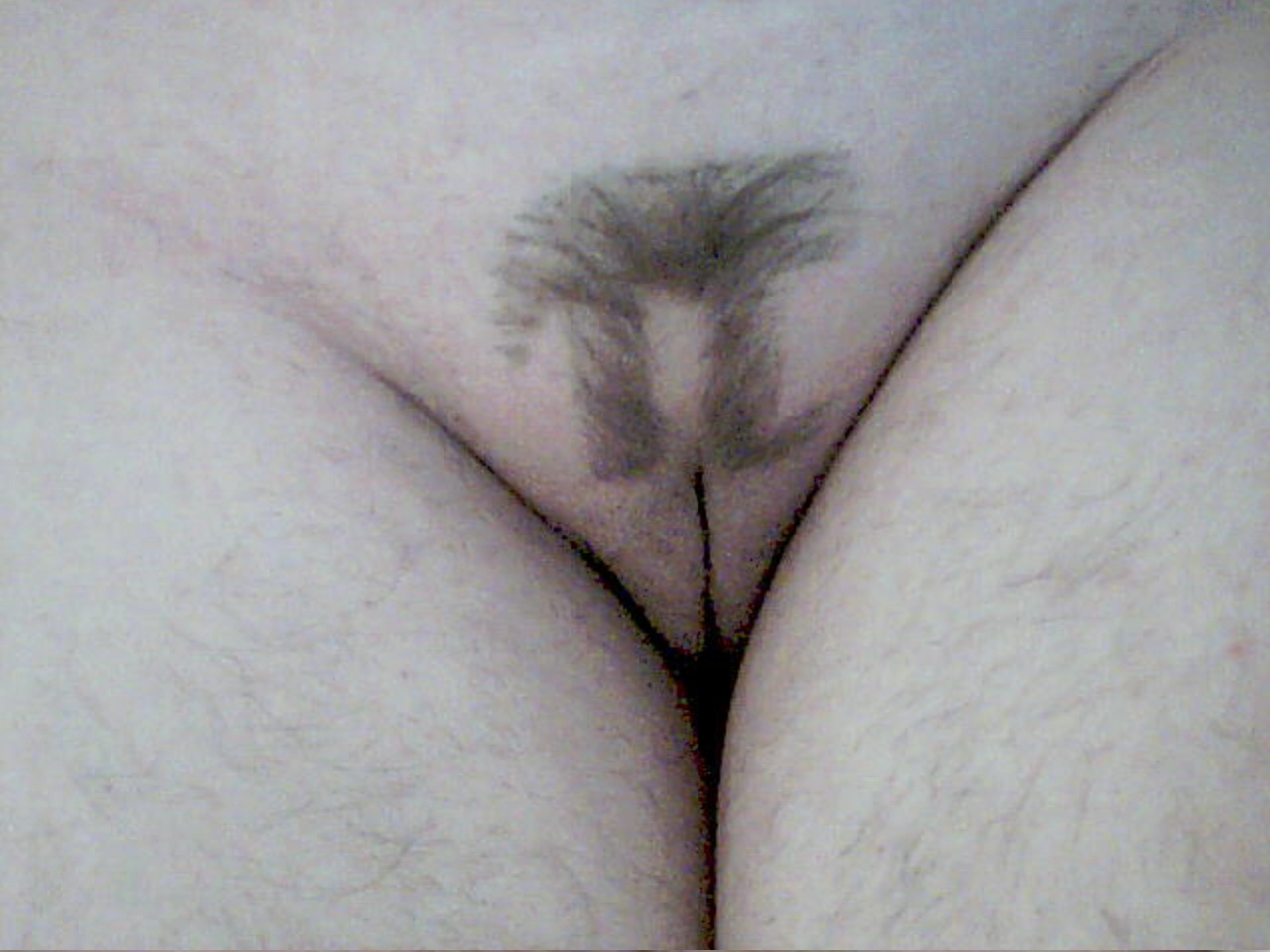Bush - Pi.jpg