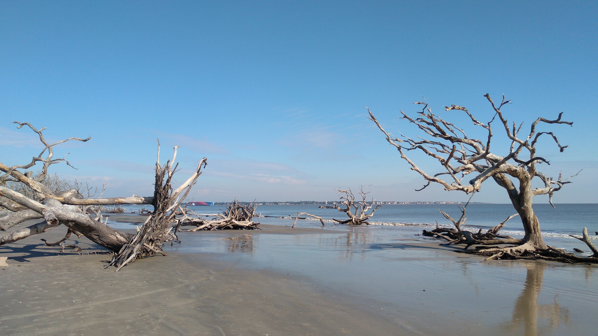 DriftwoodBeach.jpg