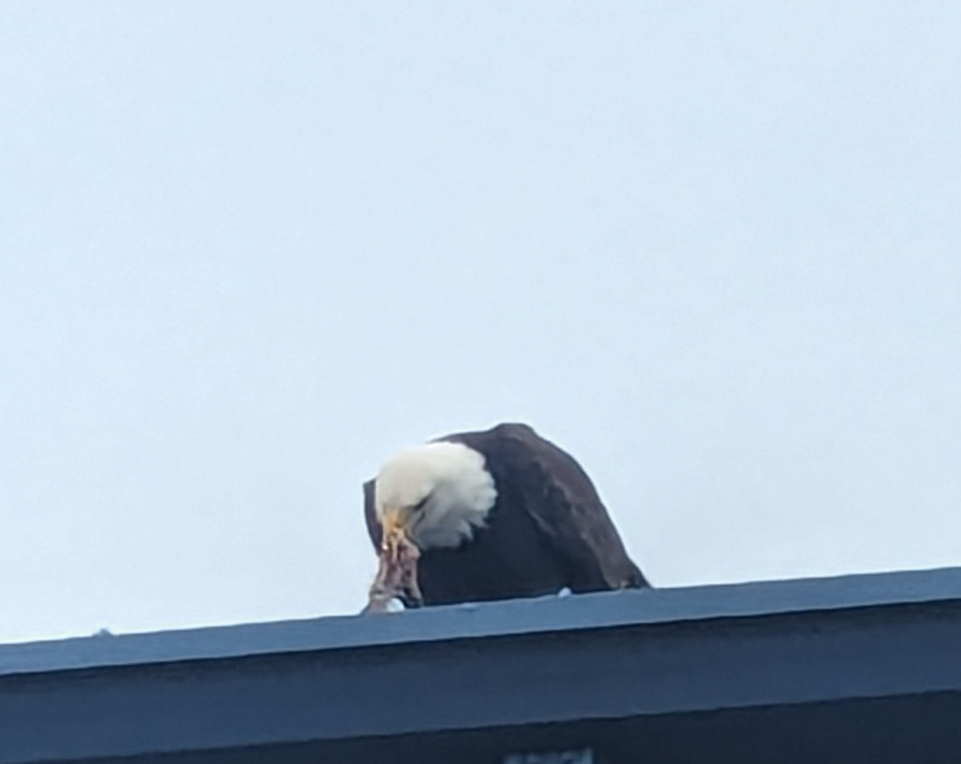 eagle.jpg