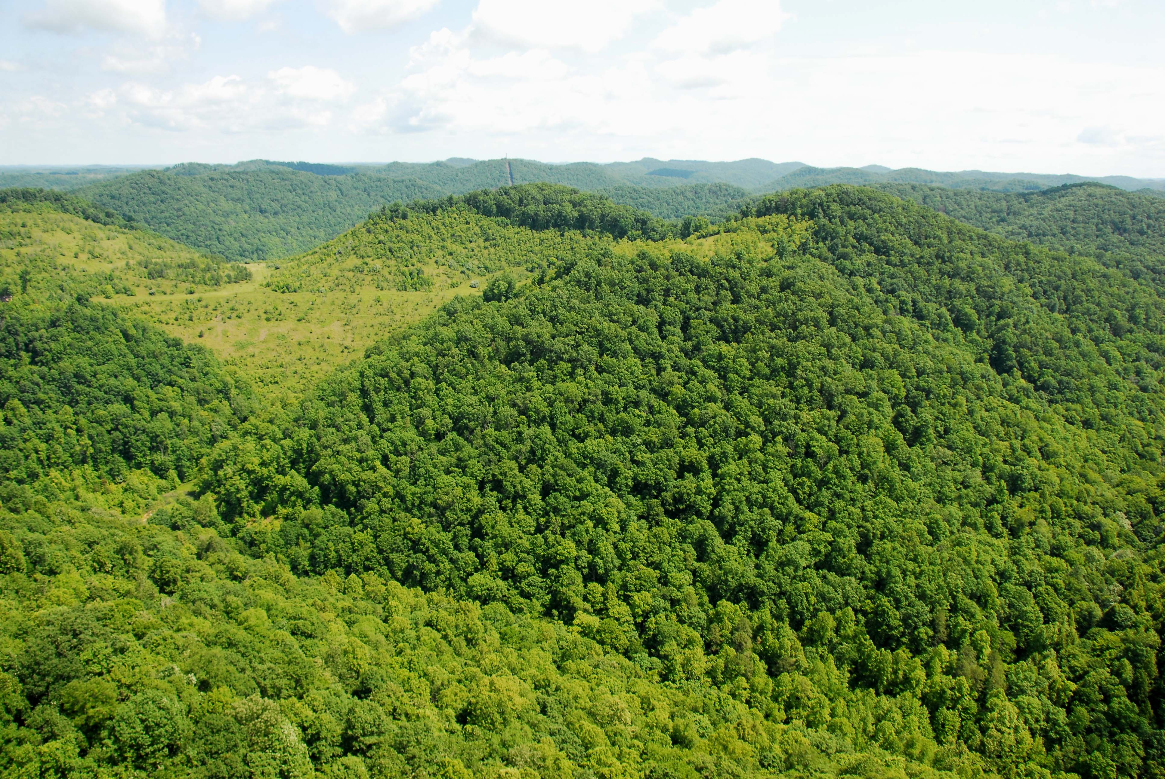 Forest and edge.jpg