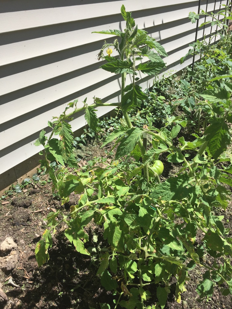 garden-001.jpg