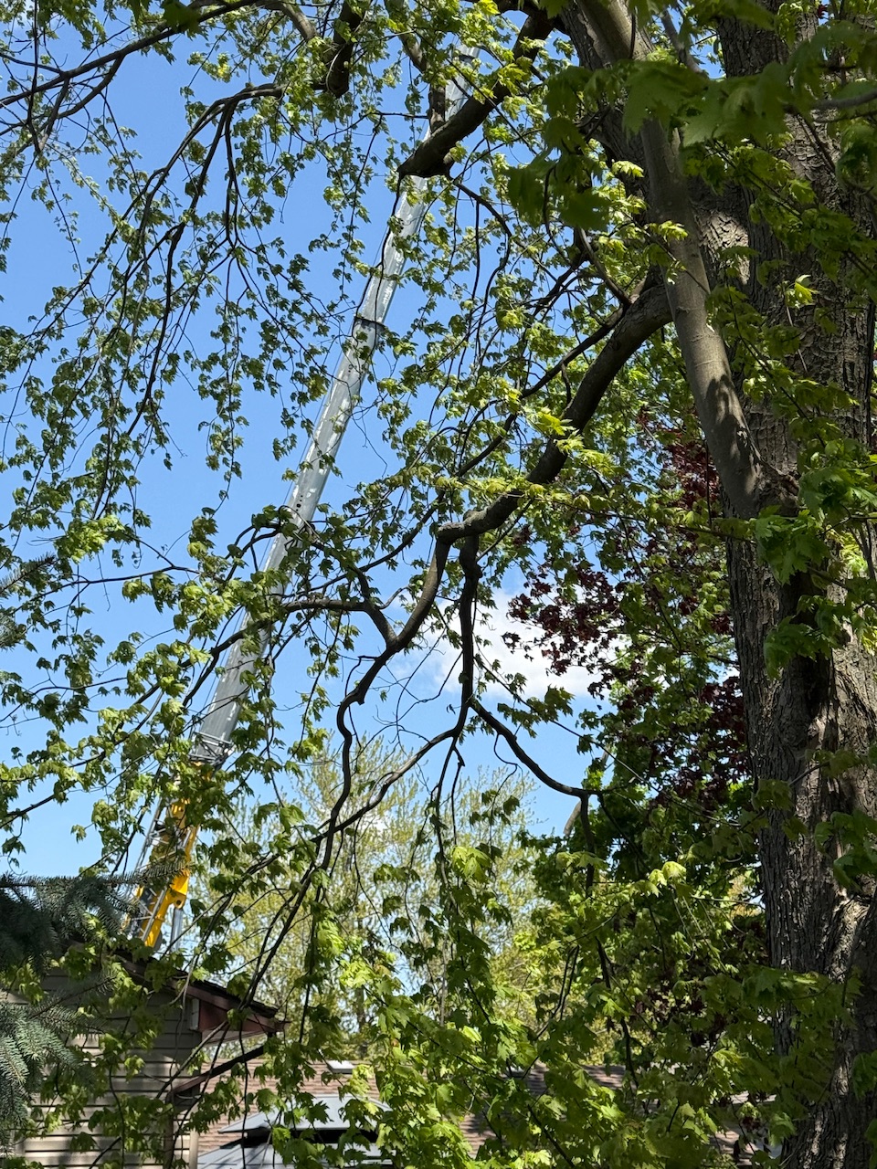IMG_6262.jpeg