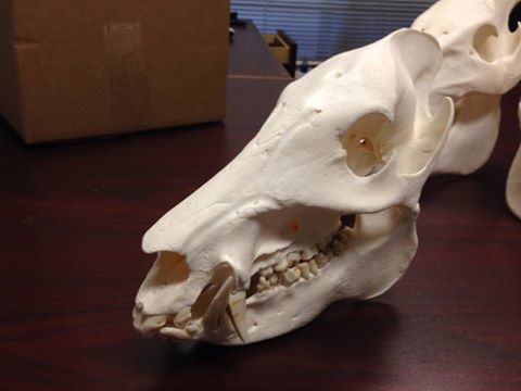 javelinaskulls.jpg