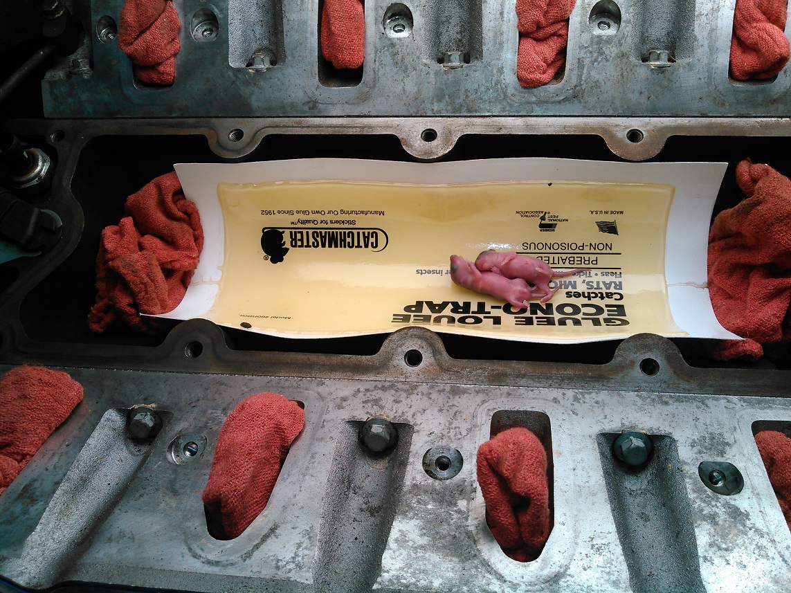 KIMG0026[1] - Rats 2.jpg