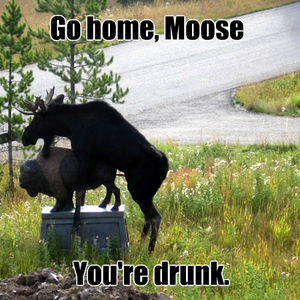 moose_fb_831539.jpg