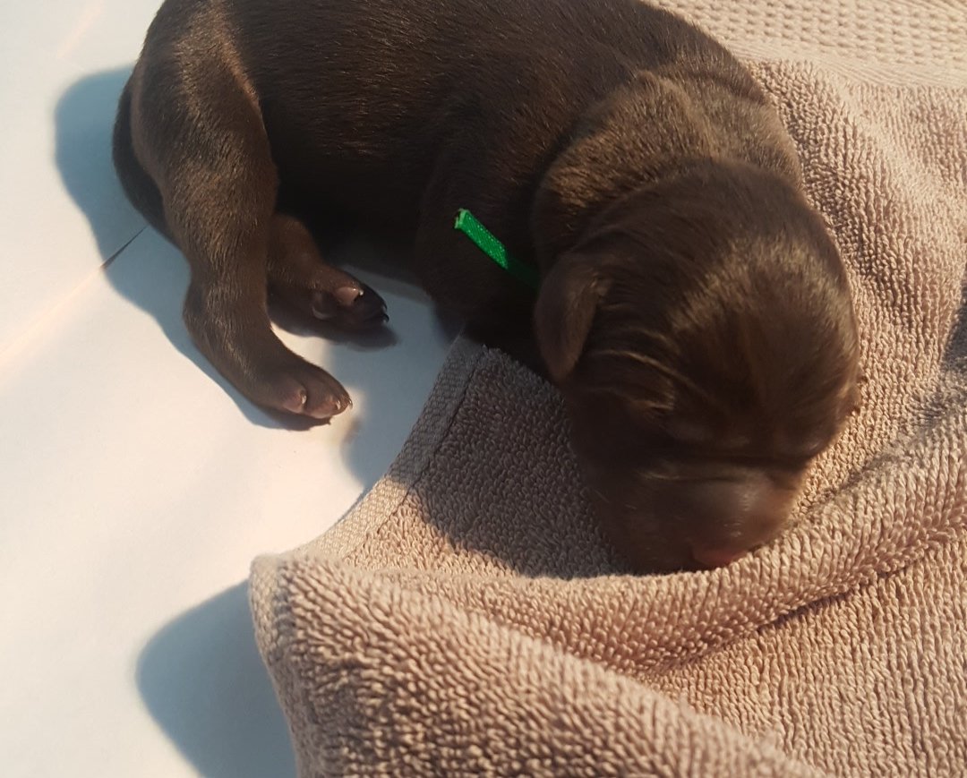 NEW BORN RUCA.jpeg