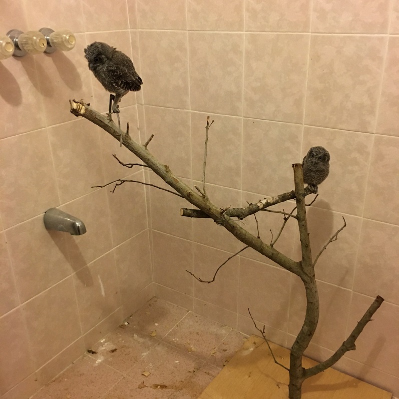 Owlets - New.jpg