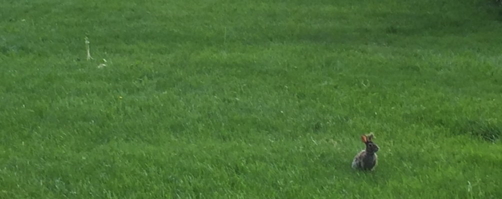 rabbit.jpg