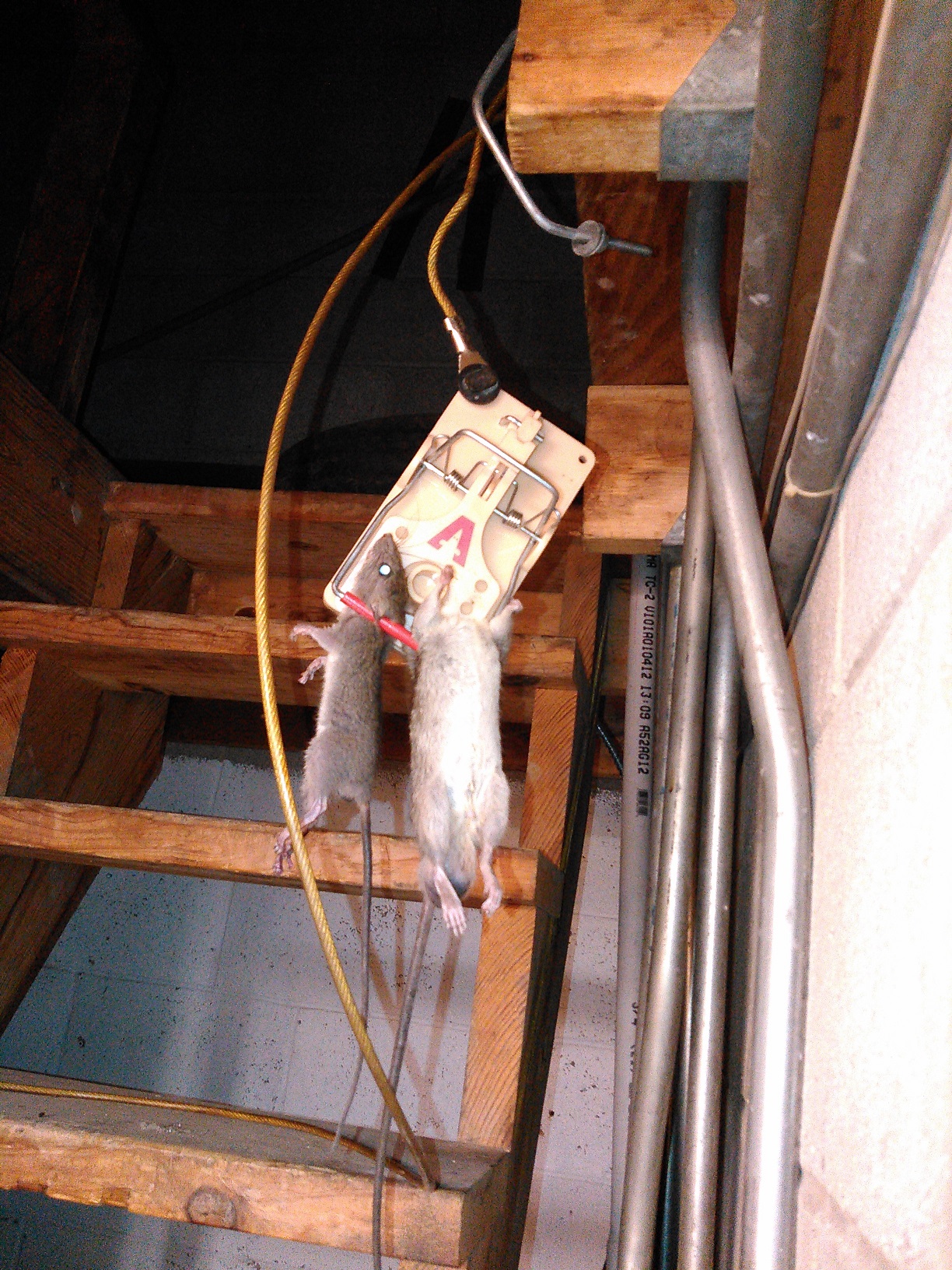 Rats2 - KIMG0433.jpg