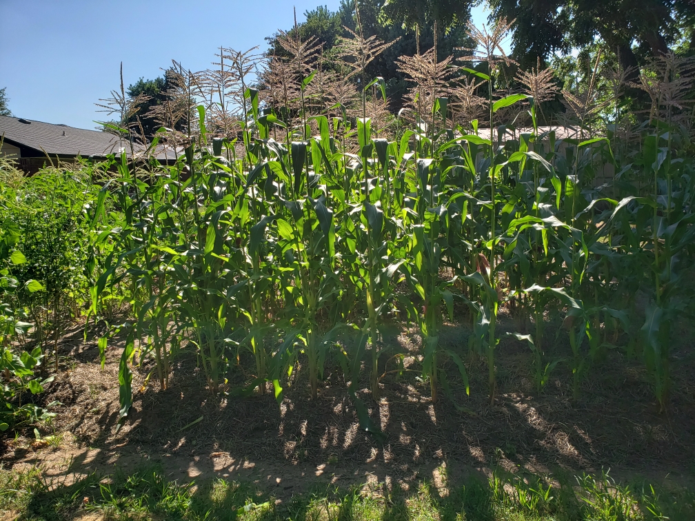 Resized_20190711_171043.jpeg