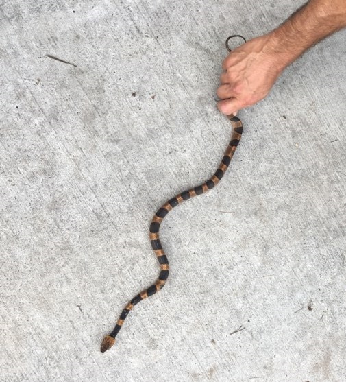 Snake.jpg