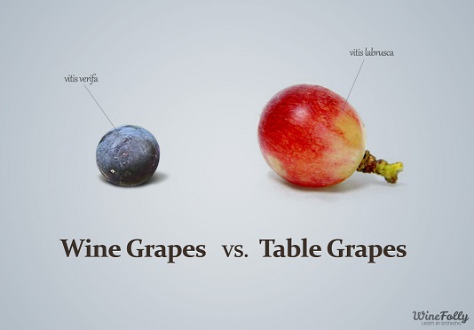 table-grapes-vs-wine-grapes1.jpg