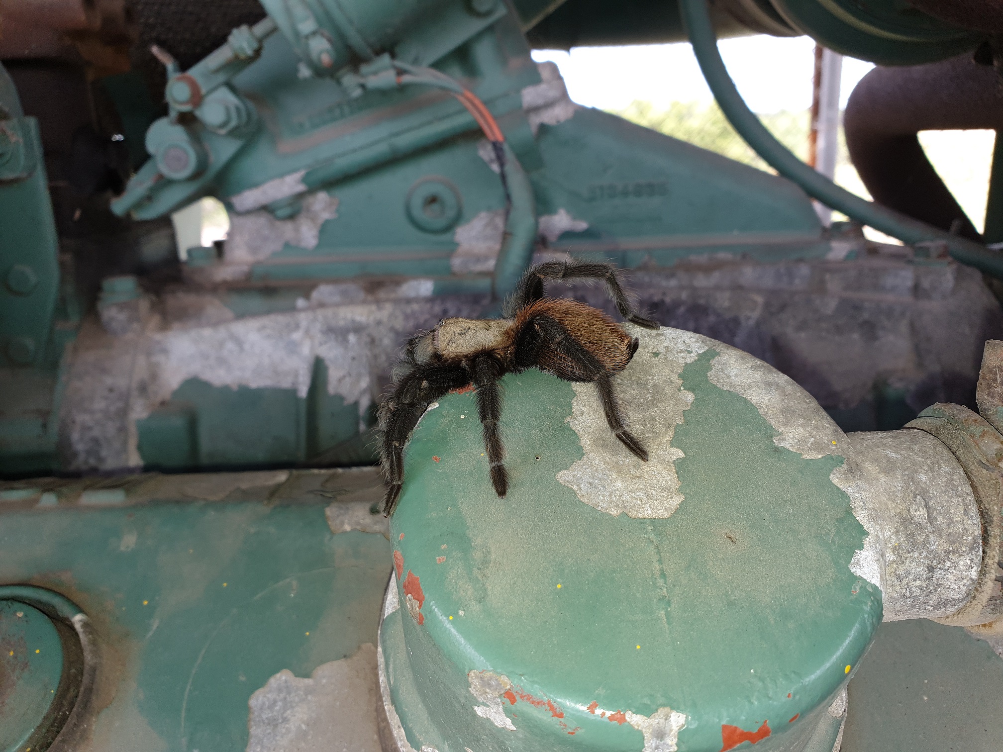 Tarantula 1.jpg