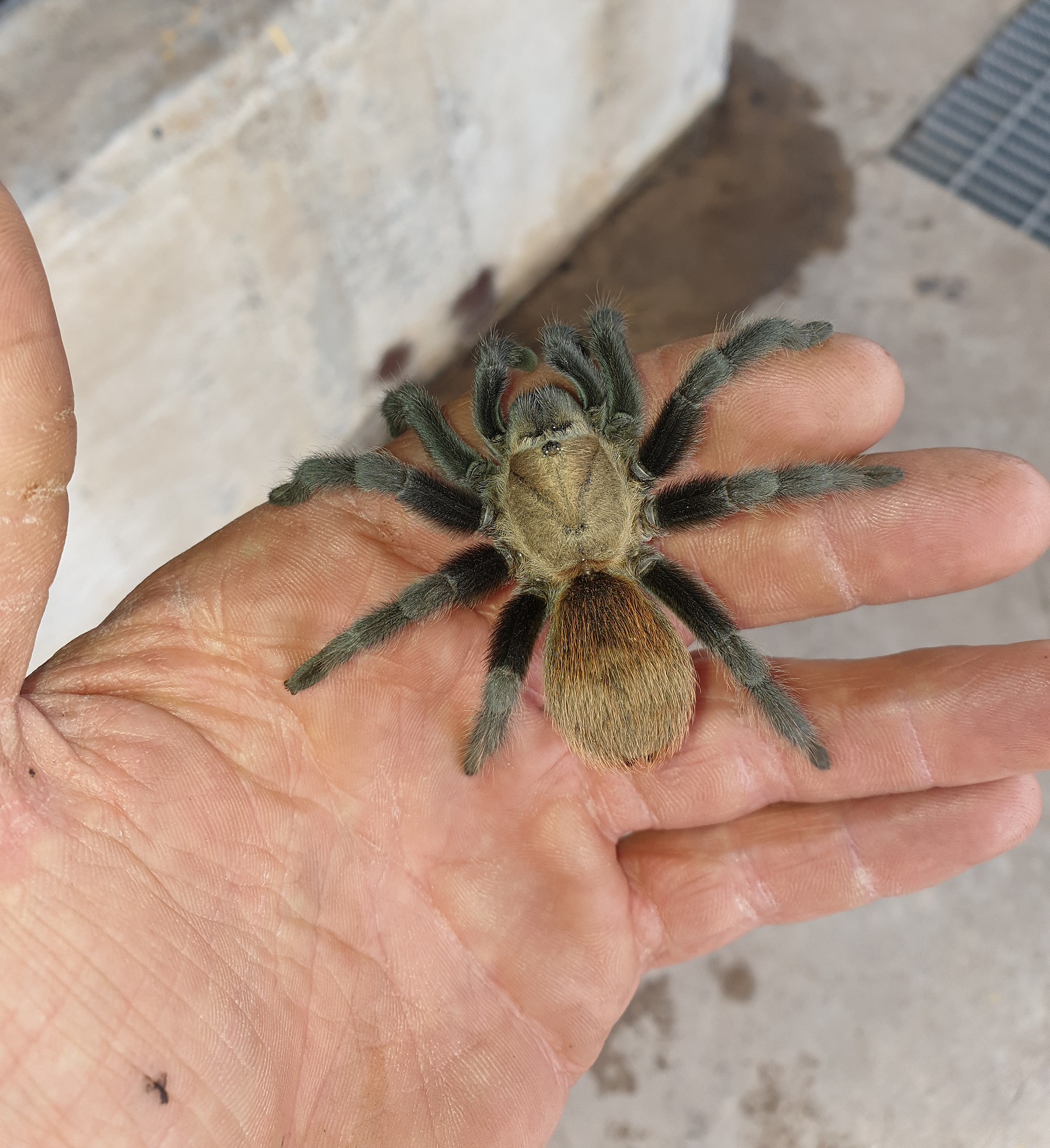 Tarantula 2.jpg
