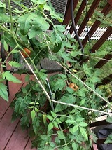 tomato2.jpg