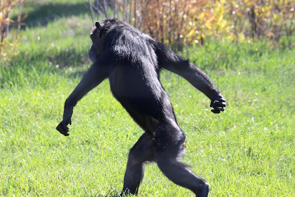 web_Annie_bipedal_walk_grass_yh_aw_IMG_0796.jpg