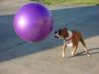 Dog.jpg