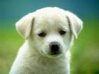 good puppy.jpg