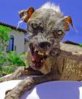 bad puppy.jpg