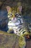 ocelot2.jpg