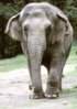 elephant.jpg