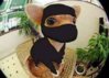 Ninja puppy.jpeg