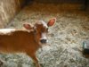 Farmshot 3.jpg