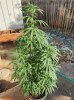 Weed1.jpg
