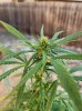 Weed2.jpg