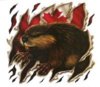 angry-beaver.jpg