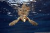 isawaturtle.jpg