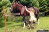 girl-fucking-horse2.jpg