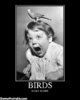 birds-scary-shit-demotivational-poster.jpg