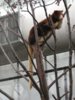tree kangaroo.jpg