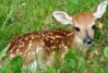 deer.jpg