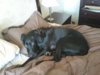 Swarley bed.jpg