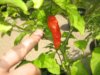 bhut2.jpg