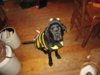 Tonka Bee.jpg