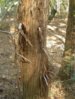 Tree2.JPG