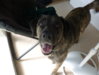 happy doggie.JPG