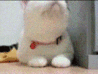 CatFlash.gif