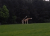 giraffe sex attempt.gif