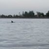 Dolphin1.jpg
