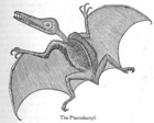 pterodactyl