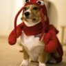 A Hefalump